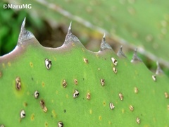 Agave salmiana crassispina
