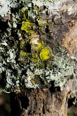 Chrysothrix xanthina