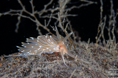 Facelina bostoniensis