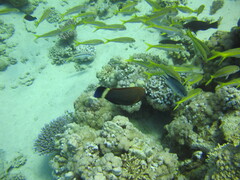 Pseudodax moluccanus