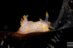 Polycera quadrilineata