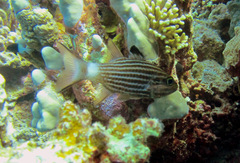 Cheilodipterus macrodon