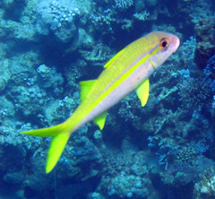 Mulloidichthys vanicolensis