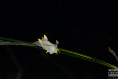 Polycera quadrilineata