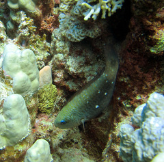 Chlorurus sordidus