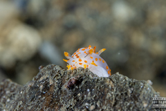 Polycera quadrilineata