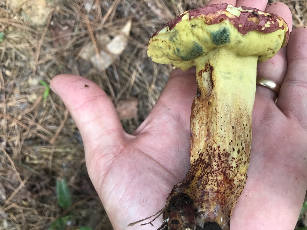 Butyriboletus sp. 'VA01'