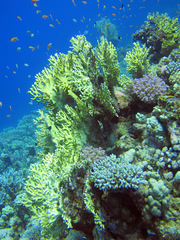 Millepora dichotoma