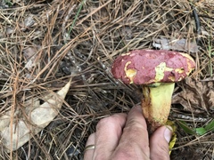 Butyriboletus