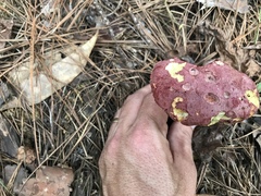 Butyriboletus