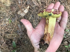 Butyriboletus