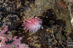 Carronella pellucida