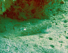 Istigobius decoratus