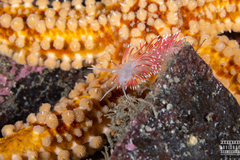 Carronella pellucida