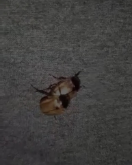 Anomala testaceipennis