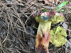 Butyriboletus