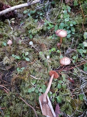 Cortinarius cinnamomeus