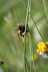 Juncus jacquinii
