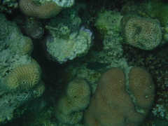 Canthigaster margaritata