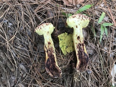 Butyriboletus
