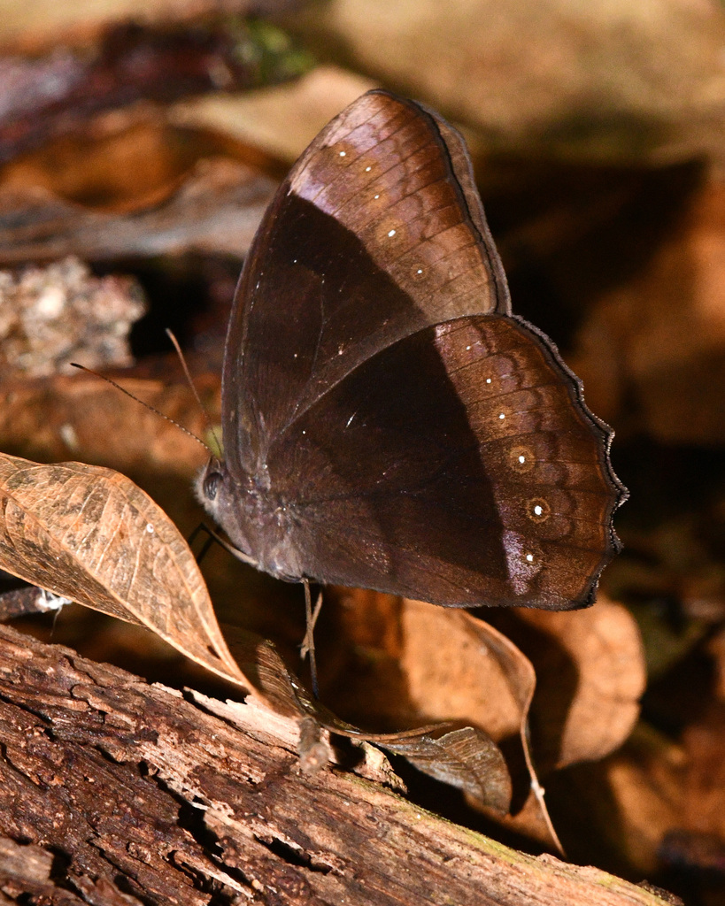 Taygetis elegia