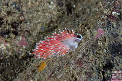 Carronella pellucida