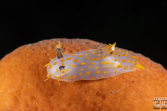 Polycera quadrilineata