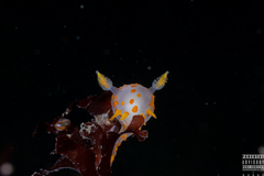 Polycera quadrilineata