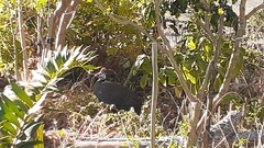 Numida meleagris coronatus