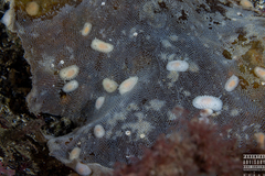 Onchidoris muricata