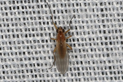 Lonchoptera bifurcata
