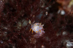 Polycera quadrilineata