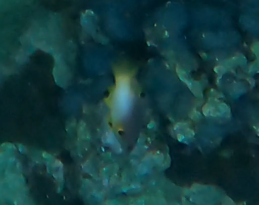 Axilspot hogfish
