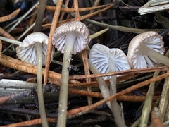 Mycena capillaripes