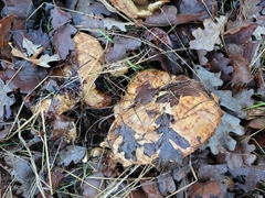 Paxillus cuprinus