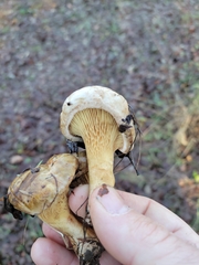 Paxillus cuprinus