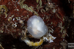 Cadlina laevis