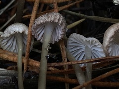 Mycena capillaripes