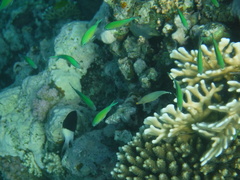 Oxymonacanthus halli
