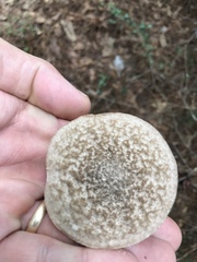 Leccinellum albellum