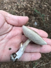 Leccinellum albellum