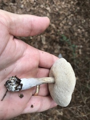 Leccinellum albellum