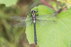 Gomphus schneiderii