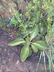 Kalanchoe paniculata