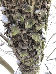 Cerrena unicolor