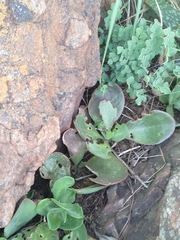 Kalanchoe rotundifolia