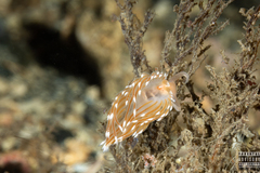 Facelina bostoniensis