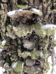 Cerrena unicolor