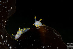 Polycera quadrilineata