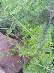 Ziziphus mucronata